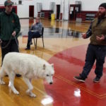 Atka the Wolf CHS Biology 2015